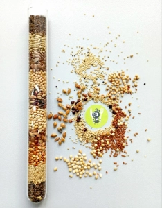 Річний запас корму для «Messor Structor» (мурахи-женці)