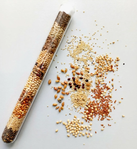 Річний запас корму для «Messor Structor» (мурахи-женці)