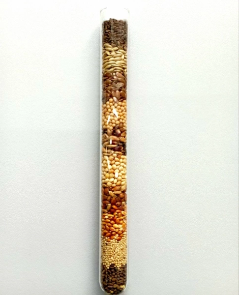 Річний запас корму для «Messor Structor» (мурахи-женці)