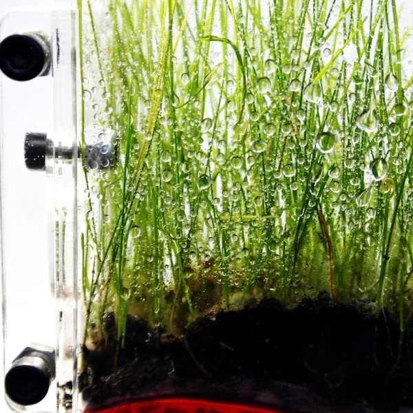 Вертикальна мурашина ферма «Pena Farm»