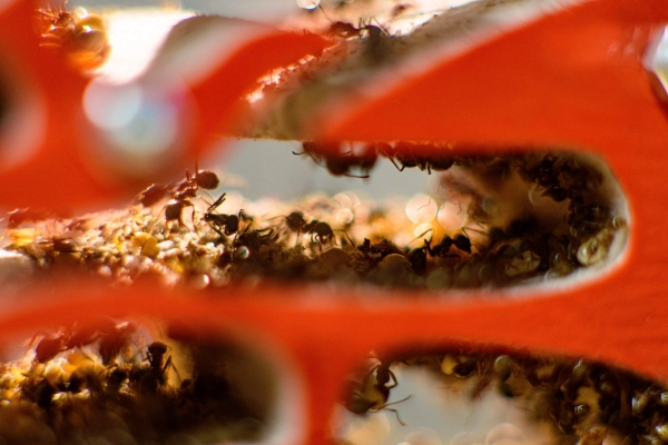 Вертикальна мурашина ферма «Pena Farm»