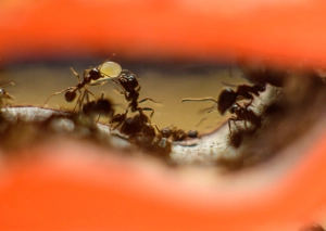 Вертикальна мурашина ферма «Pena Farm»