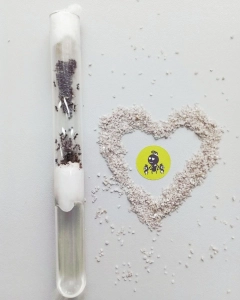 Мурашки виду «Messor Structor» (мурахи-женці): матка та понад 35 робочих особин + розплід